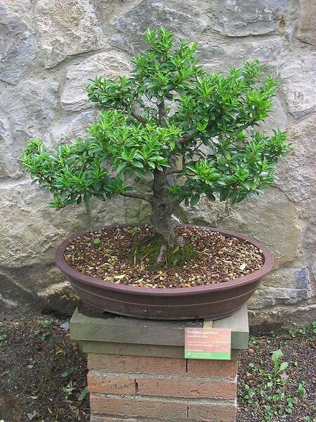 File:576px-Euonymus japonicus-Bonsai.jpg