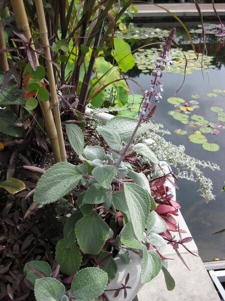 File:576px-IMG 0768 bbg09.jpg