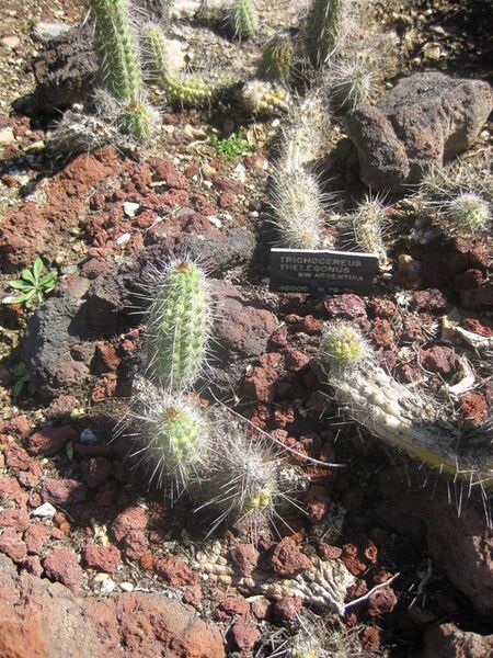 File:576px-IMG 2440 hunt0903.jpg