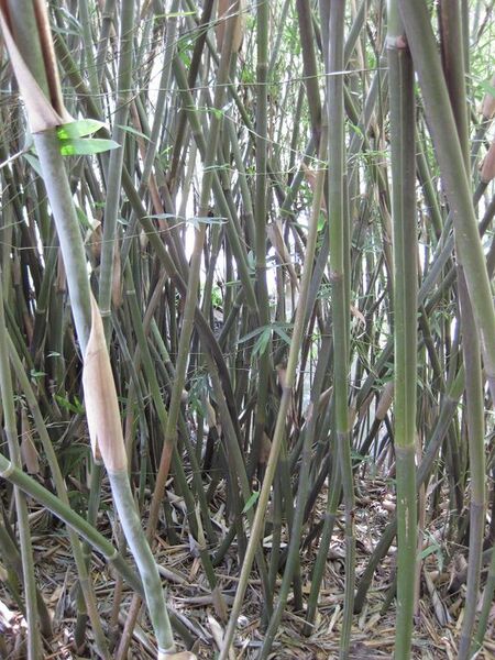 File:576px-IMG 4211 hunt0904.jpg