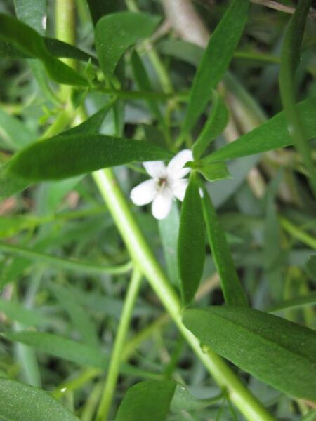 File:576px-IMG 4540 hunt0904.jpg