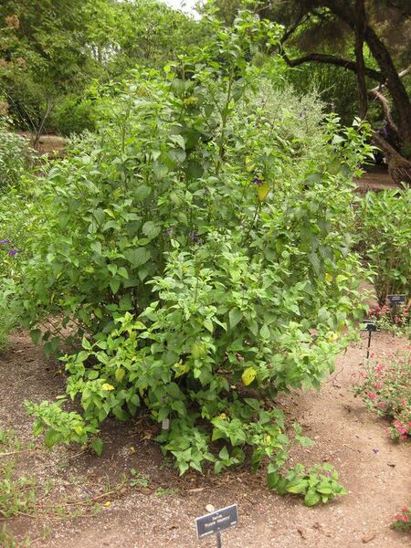 File:576px-IMG 7139 hunt09jun.jpg