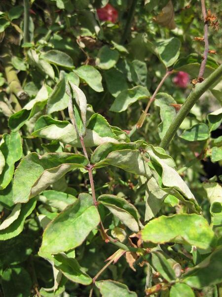 File:576px-IMG 7701 hunt09jun.jpg