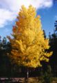 P. tremuloides (Quaking Aspen) with fall foliage, Jasper National Park, Alberta, Canada