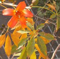 Bombax flower