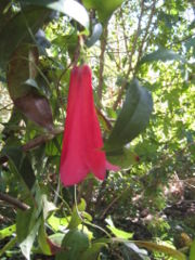 Copihue in flower