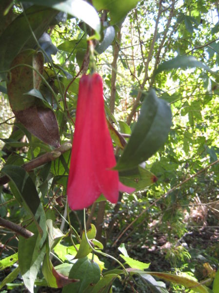 File:Chilean bellflower-lapageria rosea copihue-IMG 8109.JPG