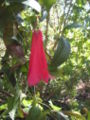 Chilean bellflower - Lapageria rosea copihue