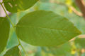 Leaf