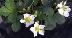 Fragaria virginiana