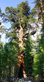 The "Grizzly Giant" tree