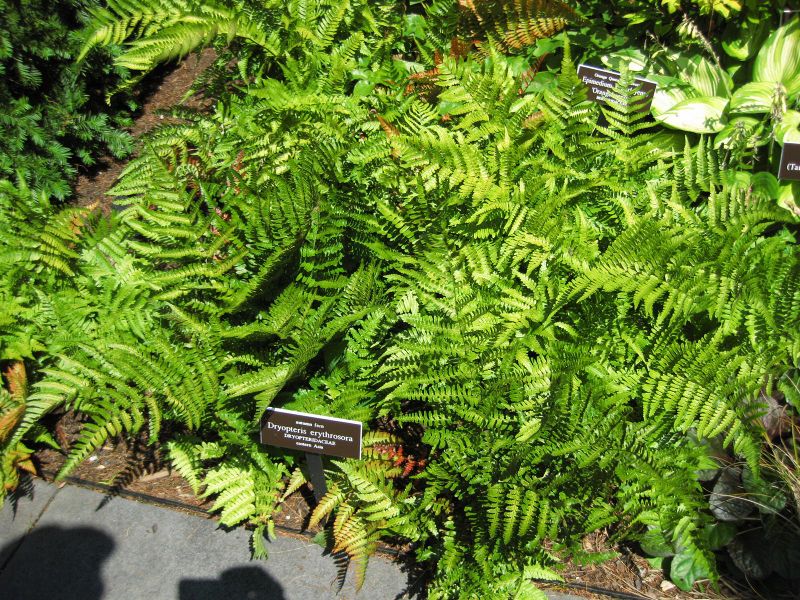 File:IMG 0093 nybg09.jpg