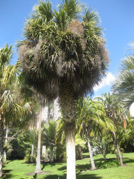 File:IMG 2111 hunt0903.jpg