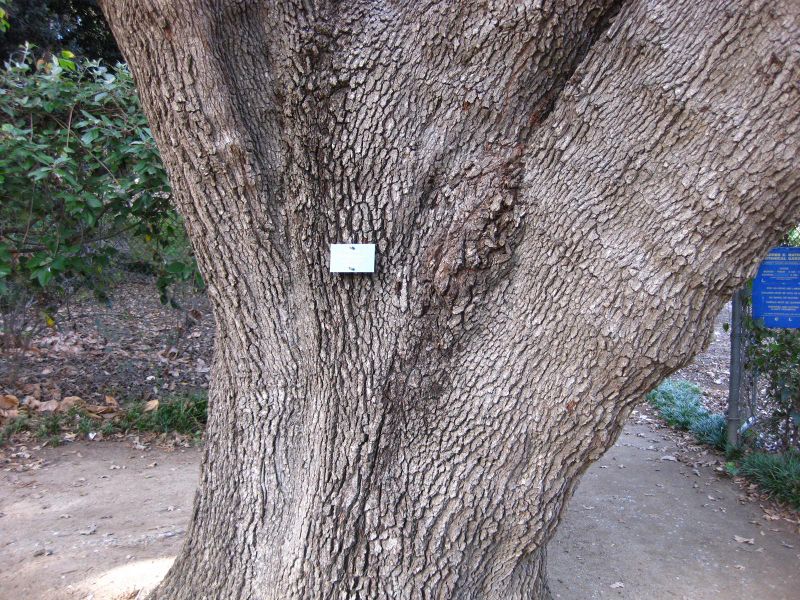 File:IMG 2564 ucla09.jpg