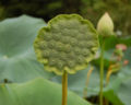 More developed seed head