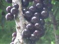 Thumbnail for version as of 13:37, 10 November 2007