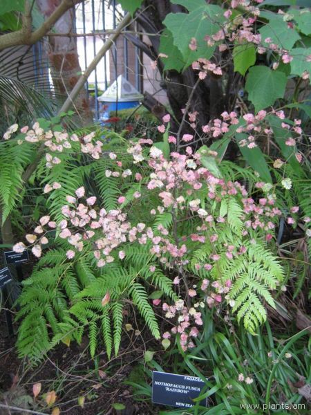 File:Nothofagus fusca-rainbow-IMG 7579 sfbg0308.jpg
