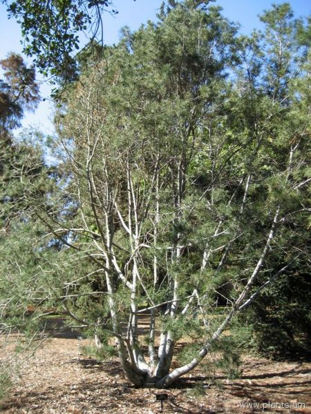 File:Pinus bungeana-lace-bark pine-IMG 0604 hunt07.jpg