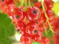 Thumbnail for version as of 05:40, 14 April 2007