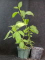 Thumbnail for version as of 05:17, 23 April 2008