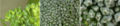 Extreme close-up of broccoli florets.