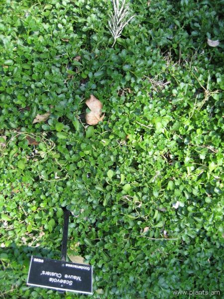 File:Scaevola-mauve clusters-IMG 0671 hunt07.jpg