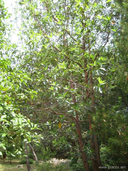 File:Tristania conferta-IMG 3070 lokrun.jpg