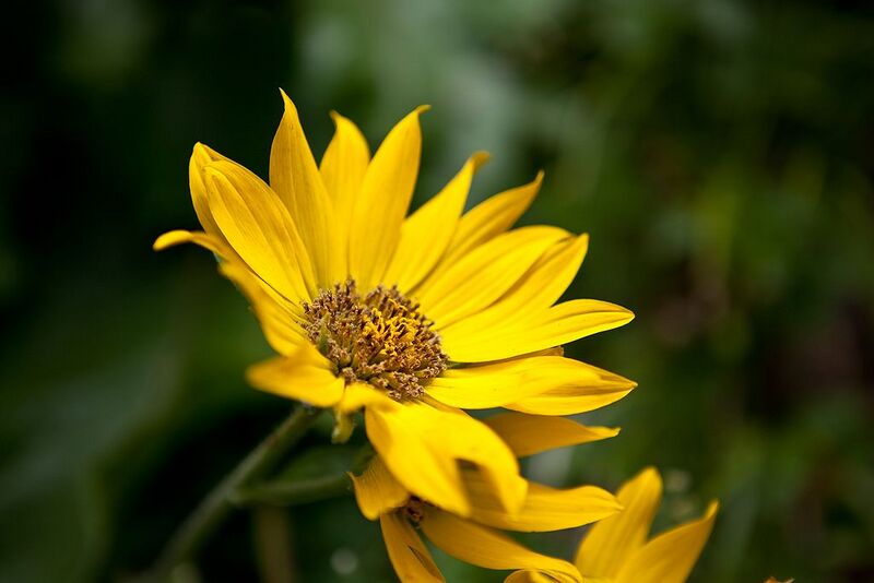 File:1024px-Balsamorhiza sagittata.jpg