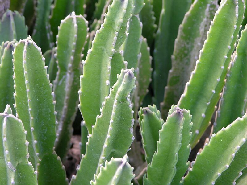 File:1024px-Carrion Plant Stapelia gigantea Closeup 3264px.JPG