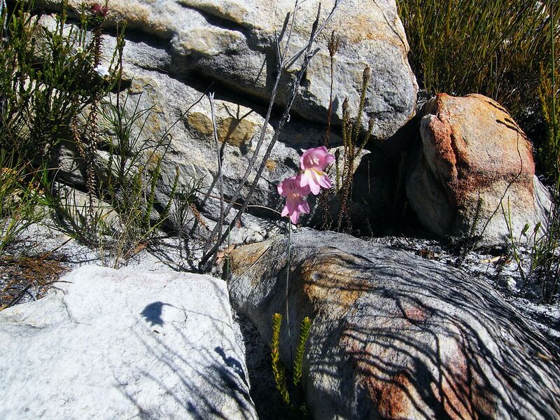 File:1024px-Gladiolus brevifolius.jpg