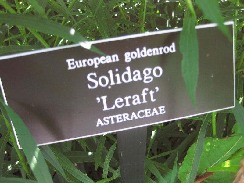 File:1024px-IMG 0012 nybg09.jpg