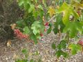 Thumbnail for version as of 10:06, 29 April 2025