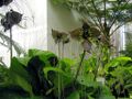 Thumbnail for version as of 09:15, 29 April 2025