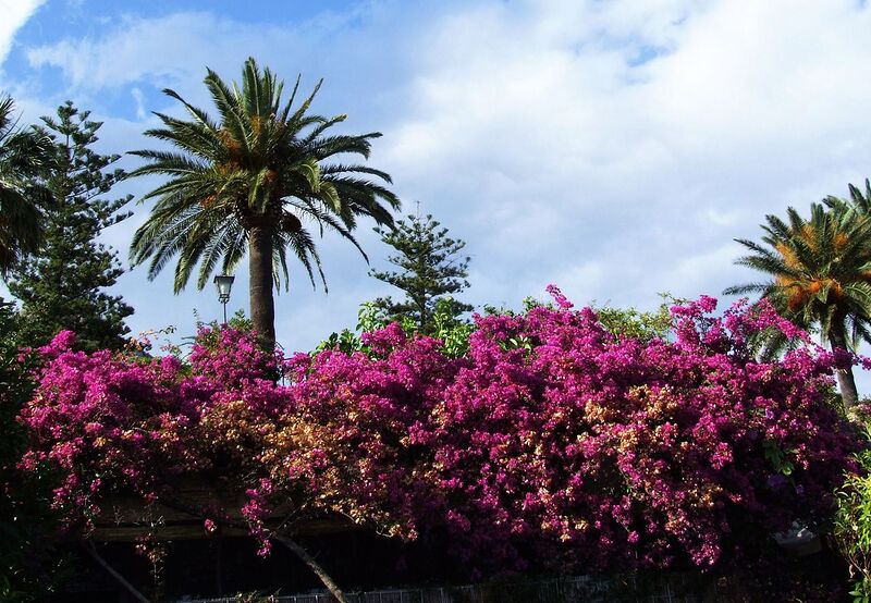File:1280px-Bougainvillea-Taormina-Sicilia-Italy-Castielli CC0 HQ3.jpg