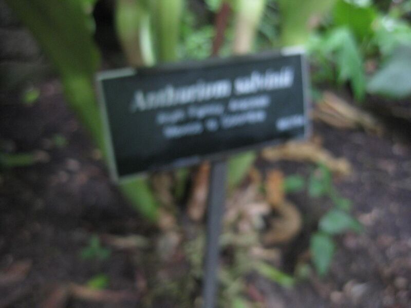 File:1280px-IMG 1071 bbg09.jpg