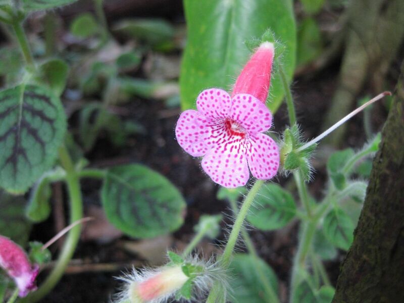 File:1280px-IMG 1766 hunt09oct.jpg