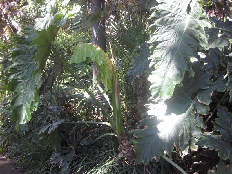 File:1280px-IMG 2058 hunt0903.jpg