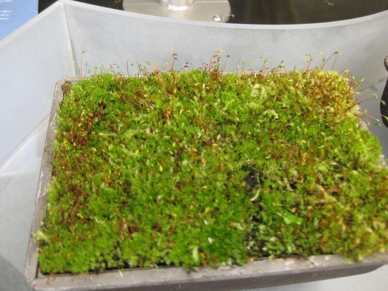 File:1280px-IMG 7545 hunt09jun.jpg