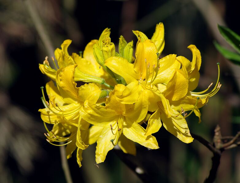 File:1280px-Rhododendron luteum (flower).jpg