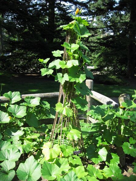 File:576px-IMG 0385 nybg09.jpg