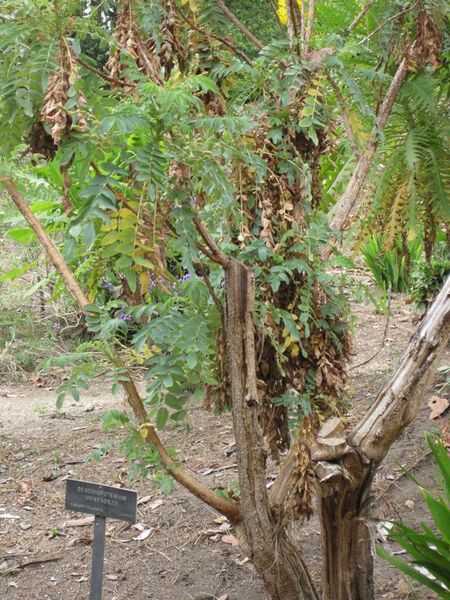 File:576px-IMG 4932 hunt0904.jpg