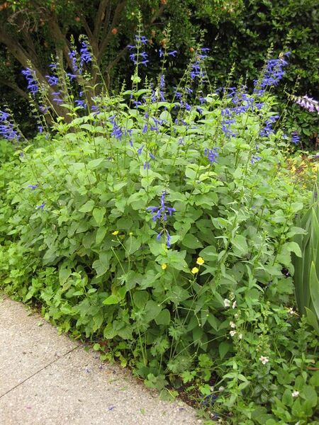 File:576px-IMG 6900 hunt09jun.jpg