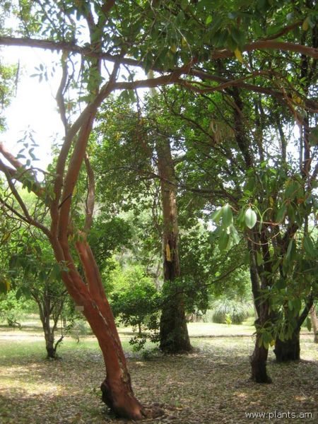 File:Arbutus andrachne-IMG 3121 lokrun.jpg