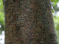 Bark