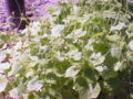 Thumbnail for version as of 11:20, 21 June 2007