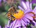 Thumbnail for version as of 10:20, 23 May 2007