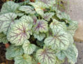 Heuchera americana 'Green Spice'