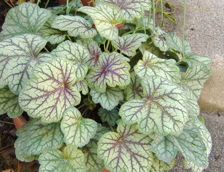 File:Greenspice.jpg