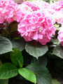Thumbnail for version as of 02:28, 24 January 2008