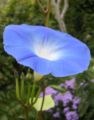 (misnamed as violacea)